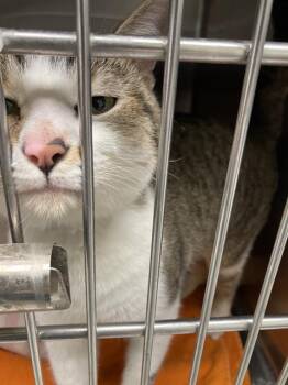 Domestic Short Hair Cats Available for Adoption in Omaha, Nebraska - CHARM | PetCurious