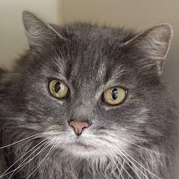 Fluffy -  Domestic Long Hair Cat for Adoption in Victor, New York - Fluffy | PetCurious