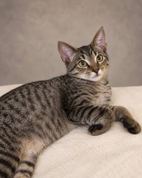 lucy love -  Tabby Cat for Adoption in Miami, Florida - Lucy Love | PetCurious