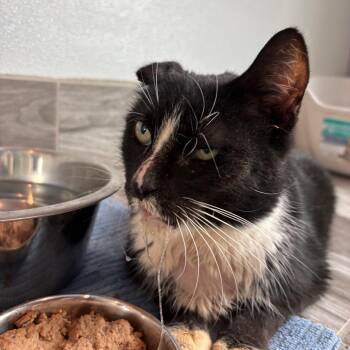 Stalone -  Domestic Short Hair Cat for Adoption in West Des Moines, Iowa - Stalone | PetCurious