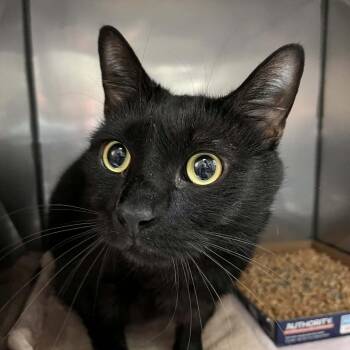 Domestic Short Hair Cats Available for Adoption in Lyndhurst, Virginia - Fire | PetCurious