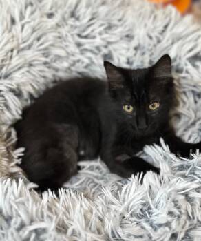 Tootsie & Rolo -  Domestic Medium Hair Cat for Adoption in Brighton, Michigan - Tootsie & Rolo | PetCurious
