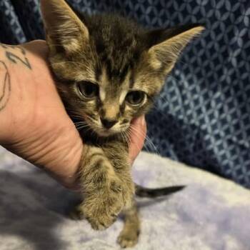Rescue Domestic Short Hair Cats for Adoption in Jacksonville, Oregon - Frenchy Facciano | PetCurious