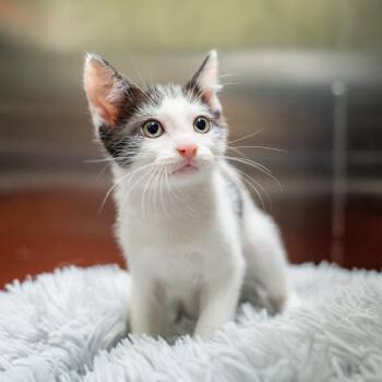 Berlioz -  Domestic Short Hair Cat for Adoption in Gainesville, Georgia - Berlioz | PetCurious