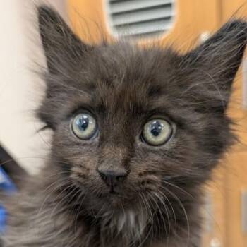 Domestic Short Hair Cats Available for Adoption in Voorhees Township, New Jersey - Andi | PetCurious
