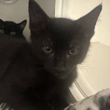 Marvin Gardens -  Domestic Short Hair Cat for Adoption in Walnut Creek, California - Marvin Gardens | PetCurious