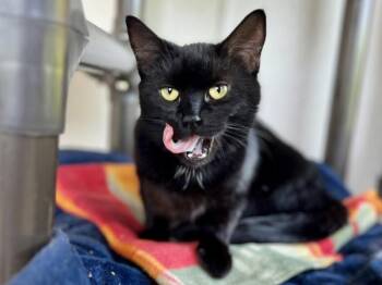 Joyce -  Domestic Short Hair Cat for Adoption in Portland, Oregon - Joyce | PetCurious