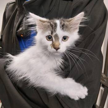 Domestic Long Hair Cats Available for Adoption in Liberty, Missouri - Nesquik | PetCurious