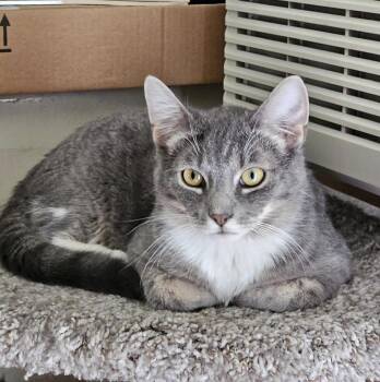 Rescue Domestic Short Hair and American Shorthair Cats for Adoption in Pasco, Washington - Smoke And Fog | PetCurious
