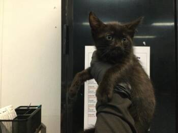 A1925657 -  Domestic Short Hair Cat for Adoption in Thousand Palms, California - A1925657 | PetCurious