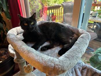 Legatha -  Domestic Short Hair Cat for Adoption in Cloquet, Minnesota - Legatha | PetCurious