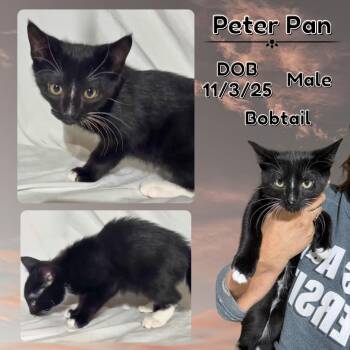 Domestic Short Hair Cats Available for Adoption - Peter Pan | PetCurious
