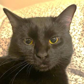 Domestic Short Hair Cats Available for Adoption in Des Moines, Iowa - Black Jet | PetCurious