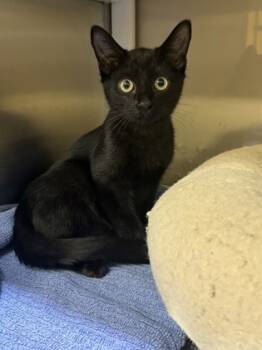 Rescue Domestic Short Hair Cats for Adoption in Kansas City, Missouri - Tristen | PetCurious