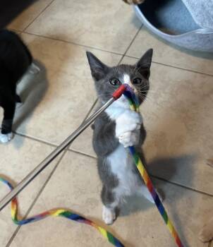 Sgaeyl -  Domestic Short Hair Cat for Adoption in Ruskin, Florida - Sgaeyl | PetCurious