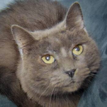 Lyka -  Russian Blue and Domestic Short Hair Cat for Adoption in Huntley, Illinois - Lyka | PetCurious