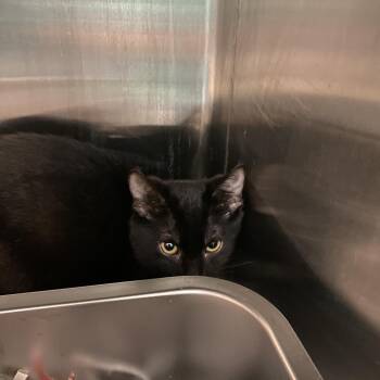 Sherlock -  Domestic Short Hair Cat for Adoption in Philadelphia, Pennsylvania - Sherlock | PetCurious