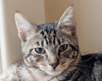 Cocoa -  Tabby and Domestic Short Hair Cat for Adoption in Anacortes, Washington - Cocoa | PetCurious
