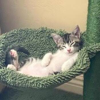 Bodie -  Tabby Cat for Adoption in Green Valley, Arizona - Bodie | PetCurious
