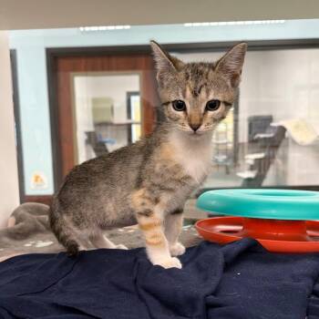 Domestic Short Hair Cats Available for Adoption - Maisy | PetCurious