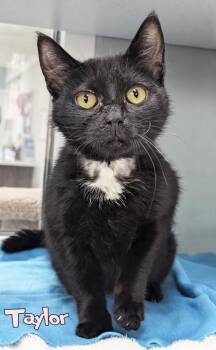 Taylor -  Domestic Short Hair Cat for Adoption in Mason, Michigan - Taylor | PetCurious