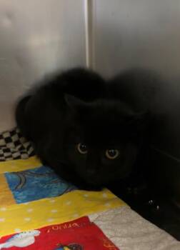 Domestic Short Hair Cats Available for Adoption in Port Jervis, New York - Silk | PetCurious