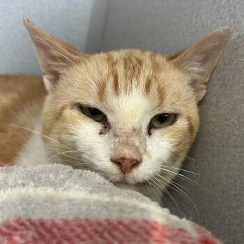 Little Guy -  Domestic Short Hair Cat for Adoption in Milford, Iowa - Little Guy | PetCurious