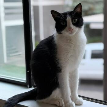 Timmy -  Tuxedo and Domestic Short Hair Cat for Adoption in Gladstone, Oregon - Timmy | PetCurious