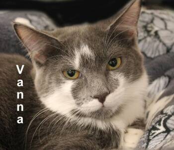 Vanna Fuhr. (easy going and confident) -  Domestic Short Hair Cat for Adoption in Stowe, Pennsylvania - Vanna Fuhr. (easy Going And Confident) | PetCurious
