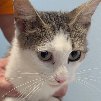 Catti LaBelle -  Domestic Short Hair Cat for Adoption in Brighton, Missouri - Catti LaBelle | PetCurious