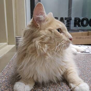 Domestic Long Hair Cats Available for Adoption - Paco | PetCurious