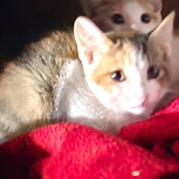 Kelsey -  Domestic Short Hair Cat for Adoption in Grantsville, Utah - Kelsey | PetCurious