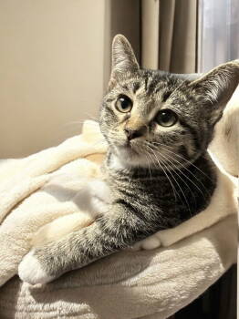 Rescue Domestic Short Hair Cats for Adoption in Champaign, Illinois - Evie (bonded Pair With Seely) | PetCurious