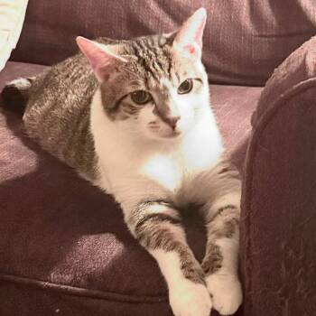 Herbie -  Domestic Short Hair Cat for Adoption in Dubois, Pennsylvania - Herbie | PetCurious