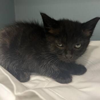 Sweep -  Domestic Short Hair Cat for Adoption in Chattanooga, Tennessee - Sweep | PetCurious