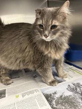 Wiffa -  Domestic Long Hair Cat for Adoption in Montreal, Quebec - Wiffa | PetCurious