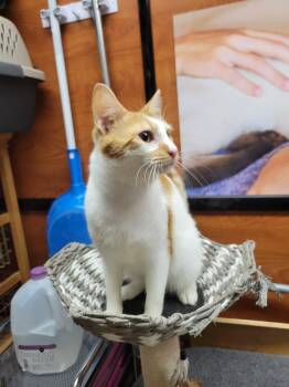 Eddie Spaghetti -  Domestic Short Hair Cat for Adoption in Social Circle, Georgia - Eddie Spaghetti | PetCurious