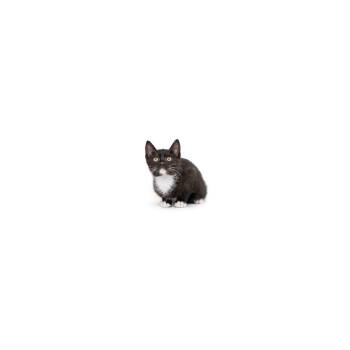 Domestic Short Hair Cats Available for Adoption in Los Angeles, California - Regal | PetCurious