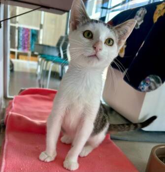 Peter Parker -  Domestic Short Hair Cat for Adoption in Seattle, Washington - Peter Parker | PetCurious