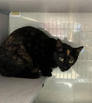 *Sashimi* -  Domestic Short Hair Cat for Adoption in Salt Lake City, Utah - *Sashimi* | PetCurious