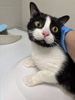 Rescue Domestic Short Hair Cats for Adoption in Batavia, Ohio - Lady Pawsalot | PetCurious