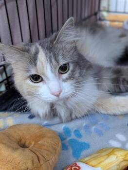 Domestic Short Hair Cats Available for Adoption in St. Cloud, Minnesota - Gracy | PetCurious