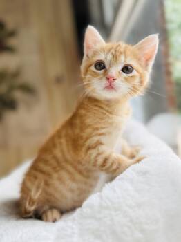 Gordita -  Domestic Short Hair Cat for Adoption in Fort Worth, Texas - Gordita | PetCurious