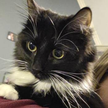 Domestic Long Hair Cats Available for Adoption - Dutchess 2 | PetCurious