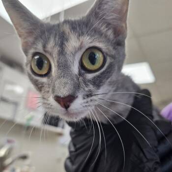 July Belle -  Domestic Short Hair Cat for Adoption in Evansville, Indiana - July Belle | PetCurious