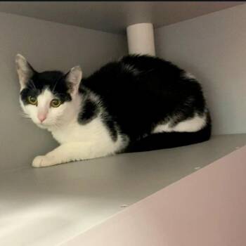 Domestic Short Hair Cats Available for Adoption in Nevada, Missouri - Gwen | PetCurious