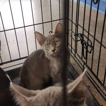 Runt -  Domestic Short Hair Cat for Adoption in Kingman, Arizona - Runt | PetCurious