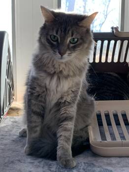 Rescue Domestic Medium Hair Cats for Adoption - Snuggles | PetCurious