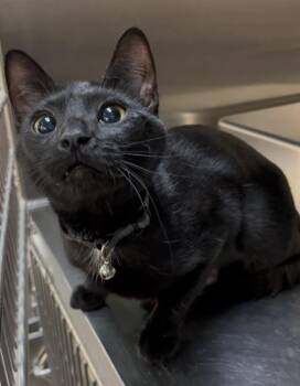 Domestic Short Hair Cats Available for Adoption - Midnight | PetCurious