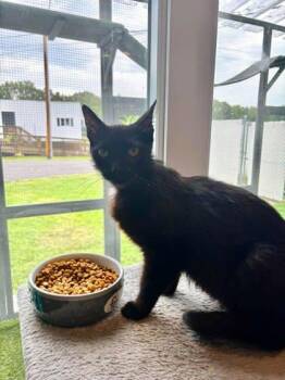 Jaws -  Domestic Short Hair Cat for Adoption in Paducah, Kentucky - Jaws | PetCurious